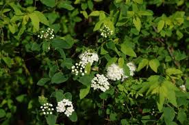 Attēlu rezultāti vaicājumam “Spiraea chamaedryfolia”