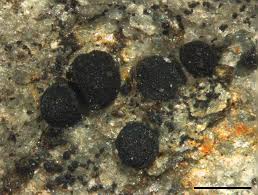 Attēlu rezultāti vaicājumam “Cliostomum corrugatum”