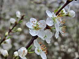 Attēlu rezultāti vaicājumam “Anacampsis blatariella”