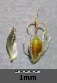 Attēlu rezultāti vaicājumam “Scirpus sylvaticus bud”