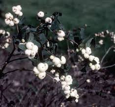 Attēlu rezultāti vaicājumam “Symphoricarpos albus fruit”