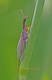 Attēlu rezultāti vaicājumam “Raphidioptera imago”