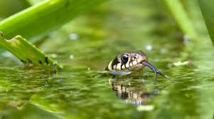 Image result for Ringelnatter