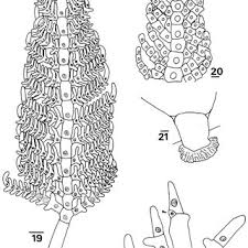 Attēlu rezultāti vaicājumam “Diachea subsessilis”