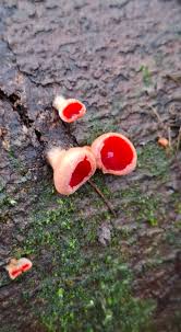 Attēlu rezultāti vaicājumam “Sarcoscypha austriaca var. lutea”