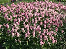 Attēlu rezultāti vaicājumam “Stachys”