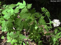 Attēlu rezultāti vaicājumam “Actaea spicata fruit”