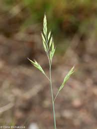 Attēlu rezultāti vaicājumam “Festuca ovina fruit”