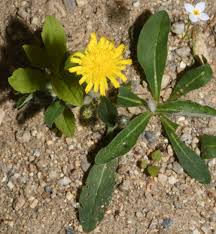 Attēlu rezultāti vaicājumam “Pilosella officinarum leaf”