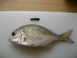 Image result for Rhabdosargus holubi