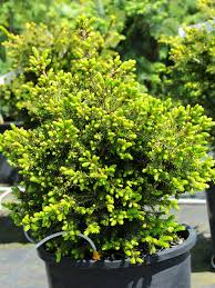 Attēlu rezultāti vaicājumam “Picea orientalis”