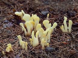 Attēlu rezultāti vaicājumam “Spathularia flavida”