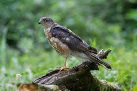 Attēlu rezultāti vaicājumam “Accipiter nisus male”