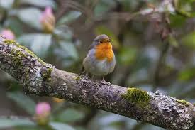 Attēlu rezultāti vaicājumam “Erithacus rubecula adult”