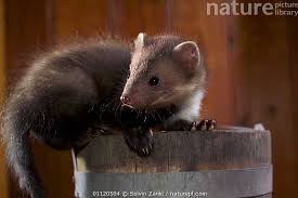 Attēlu rezultāti vaicājumam “Martes foina”