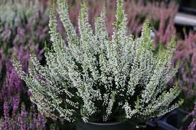 Attēlu rezultāti vaicājumam “Calluna vulgaris bud”