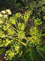 Attēlu rezultāti vaicājumam “Heracleum”