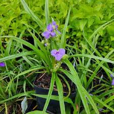 Attēlu rezultāti vaicājumam “Tradescantia virginiana flower”