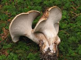 Attēlu rezultāti vaicājumam “Sarcodon imbricatum”