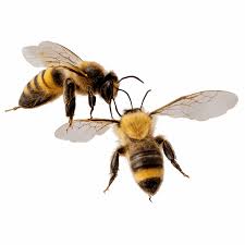 Attēlu rezultāti vaicājumam “Apis mellifera”