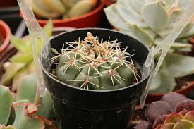 Image result for Gymnocalycium