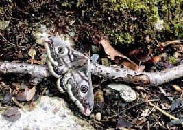 Attēlu rezultāti vaicājumam “Saturnia pavonia female”