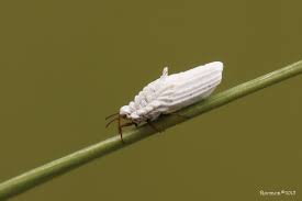 Attēlu rezultāti vaicājumam “Orthezia urticae”