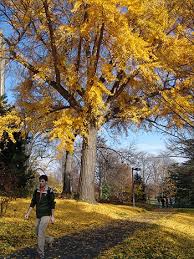 Attēlu rezultāti vaicājumam “Ginkgo biloba leaf”