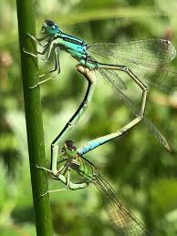 Attēlu rezultāti vaicājumam “Ischnura pumilio”