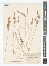 Attēlu rezultāti vaicājumam “Festuca arenaria”