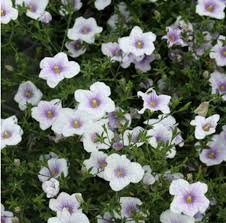 Image result for Nierembergia