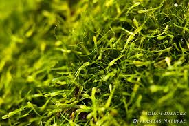 Attēlu rezultāti vaicājumam “Campylopus pyriformis”