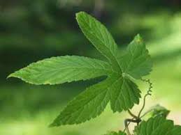 Attēlu rezultāti vaicājumam “Humulus lupulus”