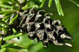 Attēlu rezultāti vaicājumam “Sacchiphantes abietis”