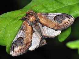 Attēlu rezultāti vaicājumam “Notodonta ziczac”