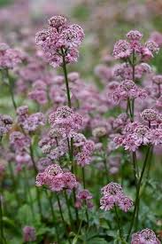 Attēlu rezultāti vaicājumam “Astrantia major flower”