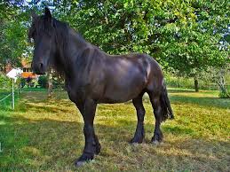 Attēlu rezultāti vaicājumam “Equus ferus caballus”