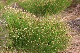 Attēlu rezultāti vaicājumam “Trichophorum cespitosum fruit”
