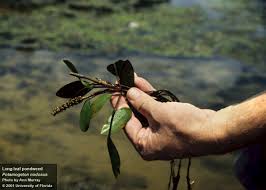Attēlu rezultāti vaicājumam “Potamogeton compressus leaf”