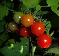 Attēlu rezultāti vaicājumam “Lycopersicon esculentum leaf”