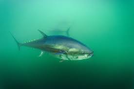 Image result for giant tuna