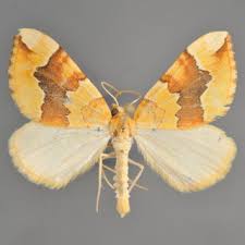 Attēlu rezultāti vaicājumam “Scotopteryx chenopodiata”