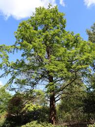 Image result for Mammutbaum