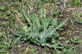 Attēlu rezultāti vaicājumam “Knautia arvensis leaf”