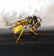 Attēlu rezultāti vaicājumam “Vespula germanica male”
