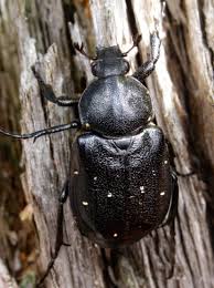 Attēlu rezultāti vaicājumam “Gnorimus variabilis”