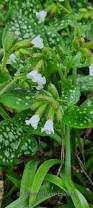 Image result for Pulmonaria officinalis