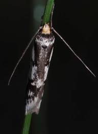 Attēlu rezultāti vaicājumam “Oecophoridae”