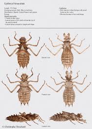 Attēlu rezultāti vaicājumam “Epitheca bimaculata”