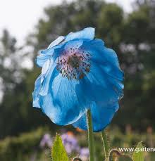 Image result for Scheinmohn blau